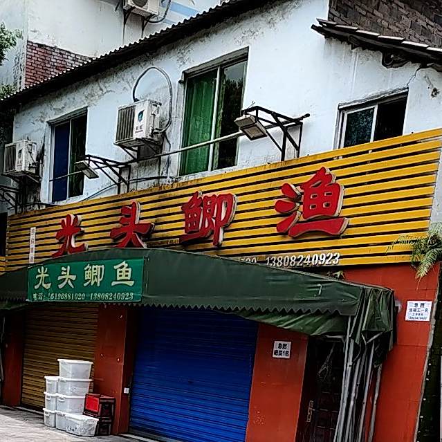 光头鲫鱼