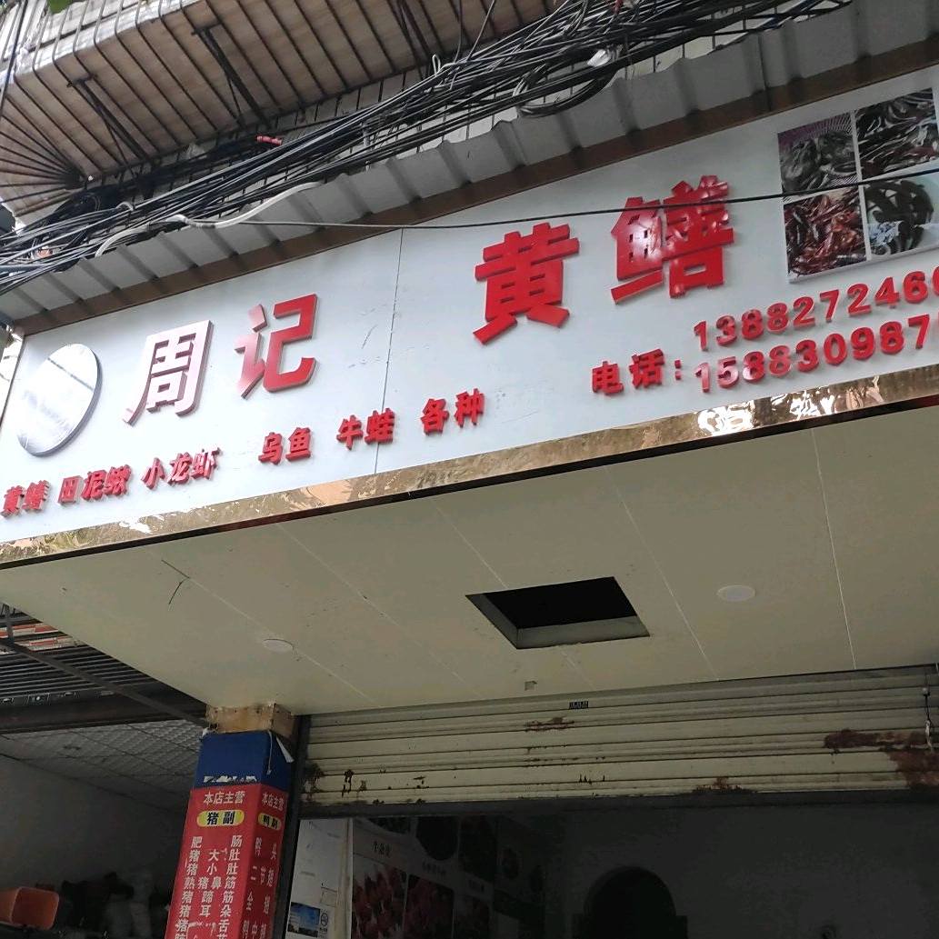 周记黄鳝