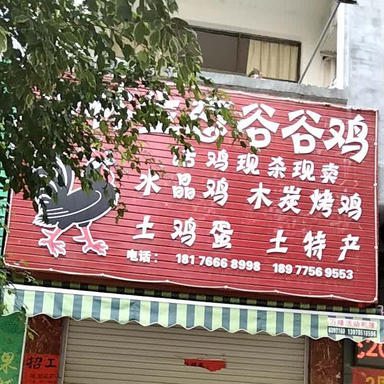 山林生态谷谷鸡