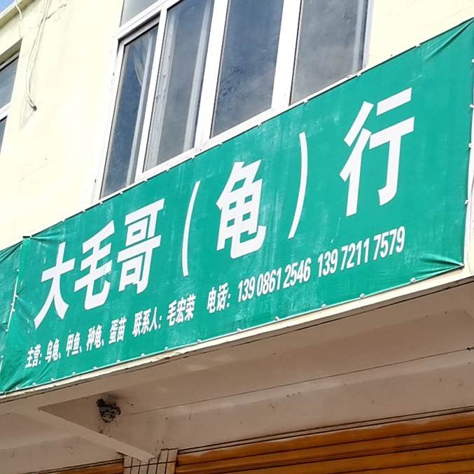 大茅哥(龟)行(龟)