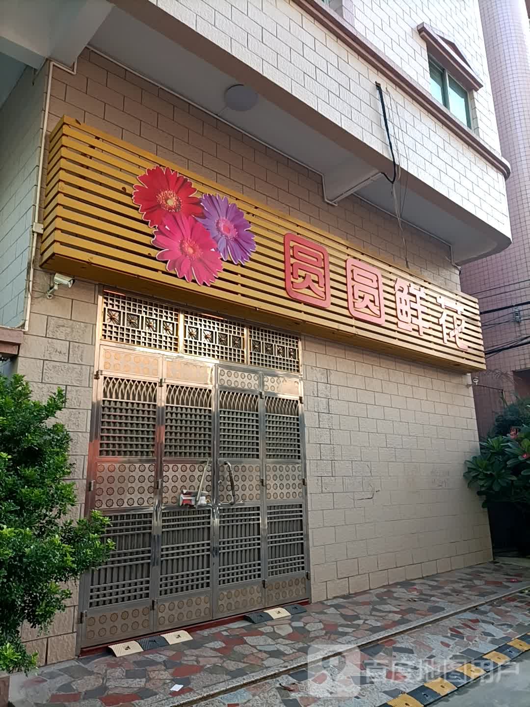 圆圆鲜花