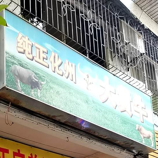 纯正化州大黄牛