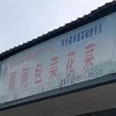 顺河包菜菜花