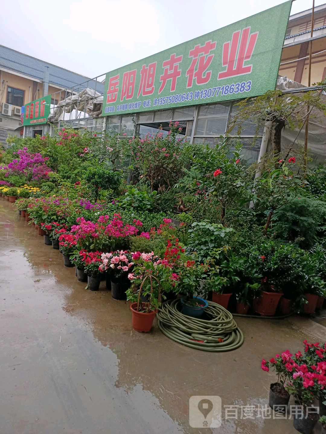 岳阳旭卉花业