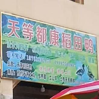 天等都康稻田鸭