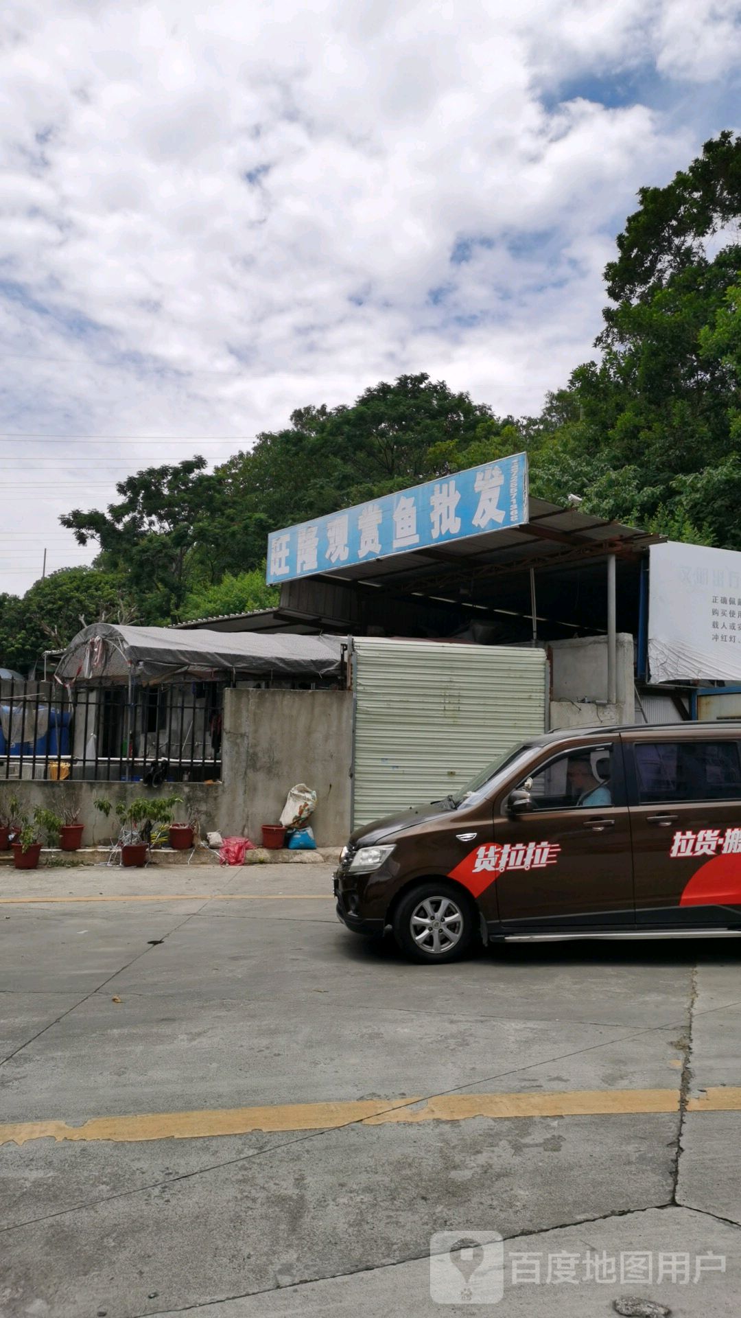 旺隆观赏鱼批发