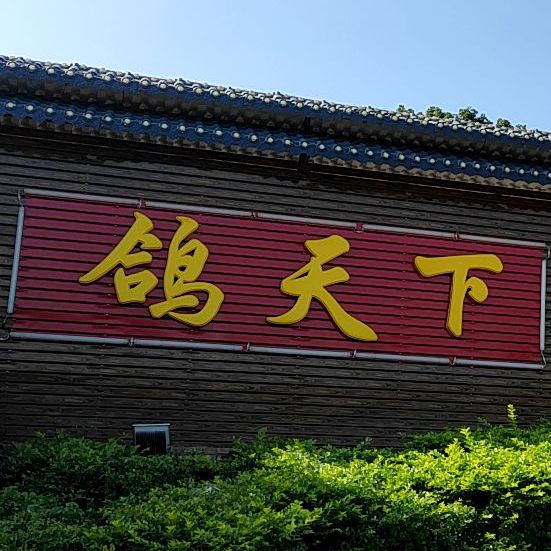 鸽天下(桂平店)