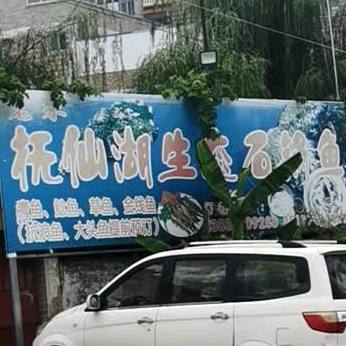 江川抚仙湖生态石斑鱼