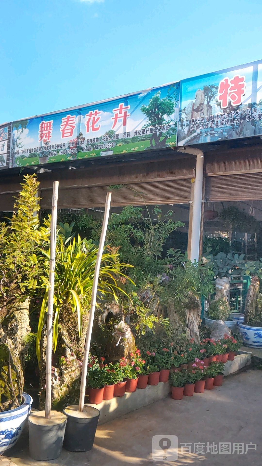 舞春花卉