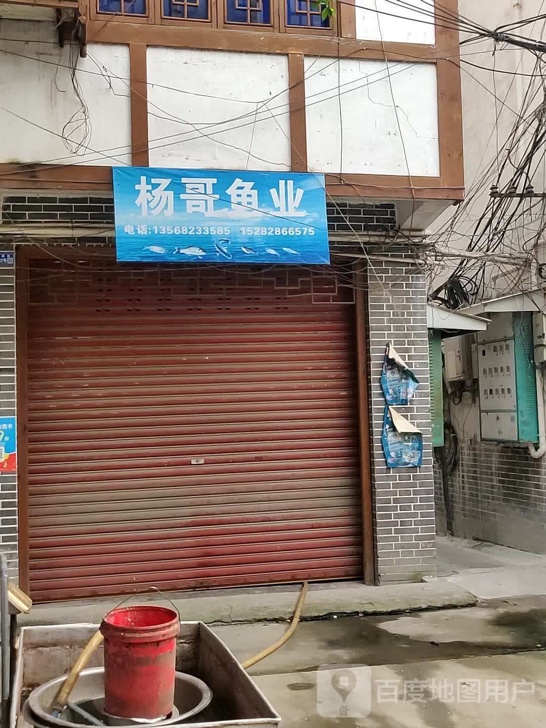 杨哥鱼业
