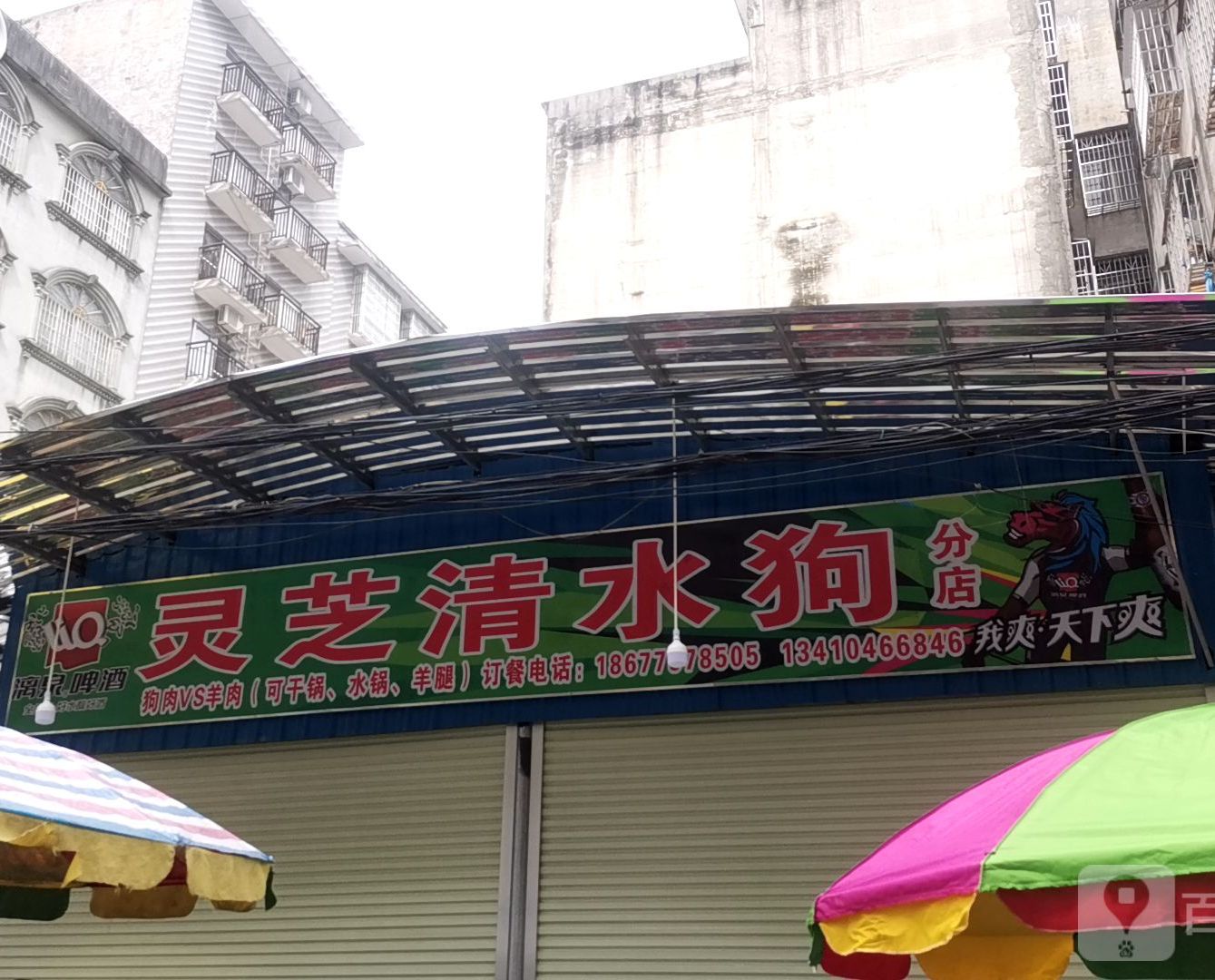 灵芝清水狗分店