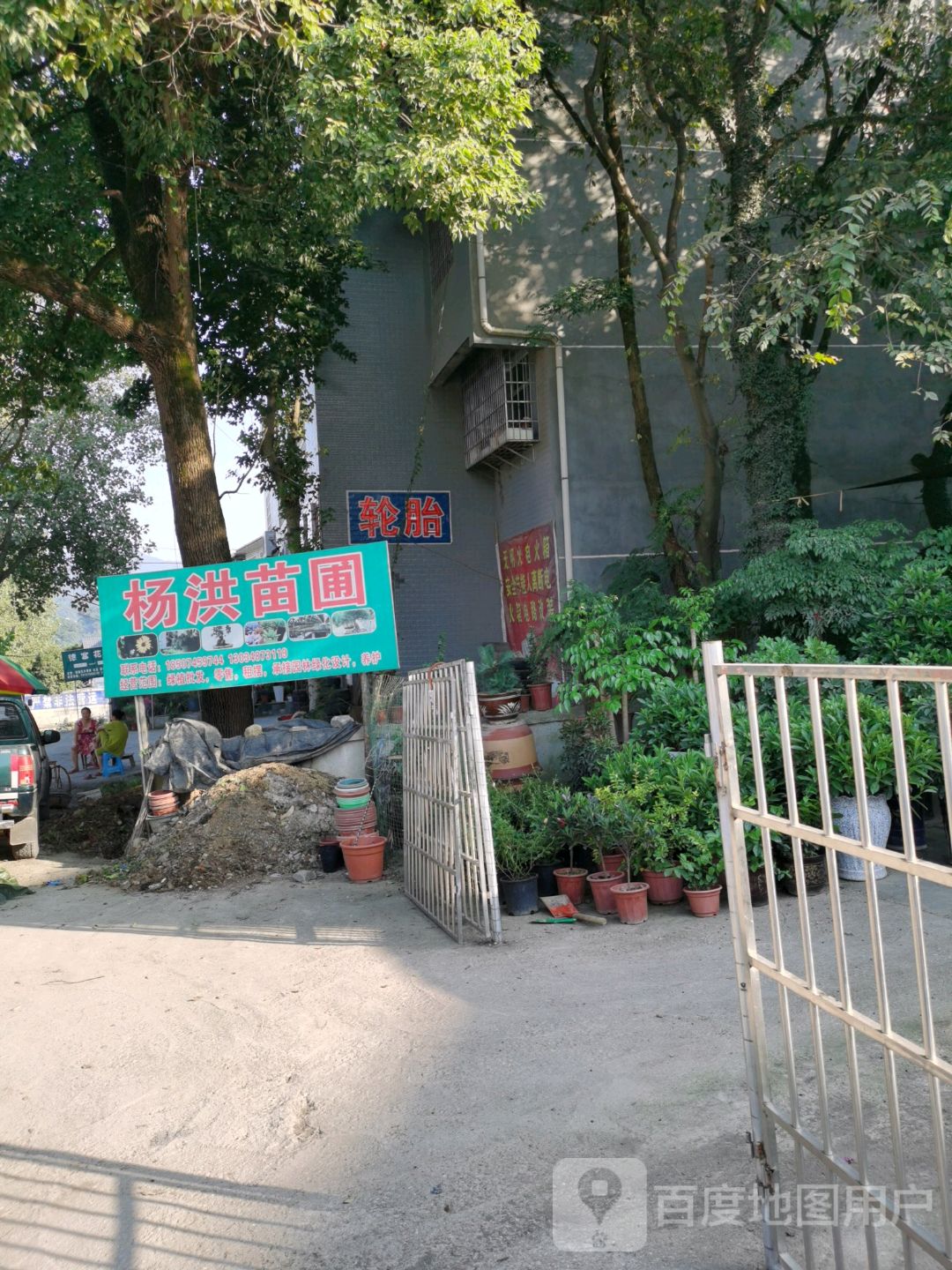 杨洪苗圃